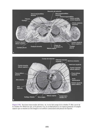 Figura 5-56 Secciones transversales del tórax. A. A nivel del cuerpo de la vértebra T3. B. A nivel de
la vértebra T8. Obsérvese que, en la persona viva, la cavidad pleural es un espacio potencial. El amplio
espacio que se muestra en esta imagen es un artificio consecuencia del proceso de fijación.
498
 