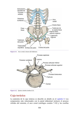 Figura 6-1. Arco costal y huesos del abdomen.
Figura 6-2. Quinta vértebra lumbar (L5).
Caja torácica
La anatomía de la caja torácica se describe en detalle en el capítulo 4. Los
componentes más relacionados con la pared abdominal incluyen el proceso
xifoides del esternón, el arco costal (cartílagos costales 7-10) y las costillas
508
 
