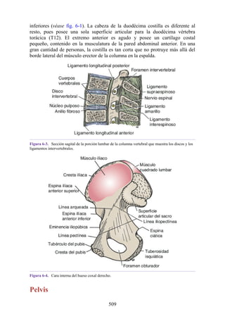 inferiores (véase fig. 6-1). La cabeza de la duodécima costilla es diferente al
resto, pues posee una sola superficie articular para la duodécima vértebra
torácica (T12). El extremo anterior es agudo y posee un cartílago costal
pequeño, contenido en la musculatura de la pared abdominal anterior. En una
gran cantidad de personas, la costilla es tan corta que no protruye más allá del
borde lateral del músculo erector de la columna en la espalda.
Figura 6-3. Sección sagital de la porción lumbar de la columna vertebral que muestra los discos y los
ligamentos intervertebrales.
Figura 6-4. Cara interna del hueso coxal derecho.
Pelvis
509
 