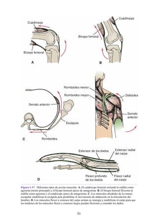 Figura 1-17 Diferentes tipos de acción muscular. A. El cuádriceps femoral extiende la rodilla como
agonista (motor principal) y el bíceps femoral ejerce de antagonista. B. El bíceps femoral flexiona la
rodilla como agonista y el cuádriceps ejerce de antagonista. C. Los músculos alrededor de la cintura
escapular estabilizan la escápula para posibilitar el movimiento de abducción en la articulación del
hombro. D. Los músculos flexor y extensor del carpo actúan en sinergia y estabilizan el carpo para que
los tendones de los músculos flexor y extensor largos puedan flexionar y extender los dedos.
51
 