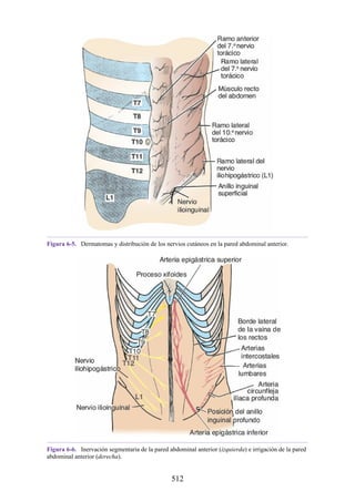 Figura 6-5. Dermatomas y distribución de los nervios cutáneos en la pared abdominal anterior.
Figura 6-6. Inervación segmentaria de la pared abdominal anterior (izquierda) e irrigación de la pared
abdominal anterior (derecha).
512
 