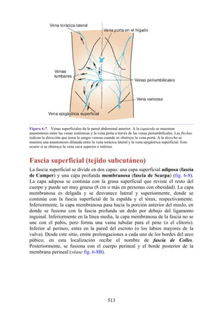 Figura 6-7. Venas superficiales de la pared abdominal anterior. A la izquierda se muestran
anastomosis entre las venas sistémicas y la vena porta a través de las venas periumbilicales. Las flechas
indican la dirección que toma la sangre venosa cuando se obstruye la vena porta. A la derecha se
muestra una anastomosis dilatada entre la vena torácica lateral y la vena epigástrica superficial. Esto
ocurre si se obstruye la vena cava superior o inferior.
Fascia superficial (tejido subcutáneo)
La fascia superficial se divide en dos capas: una capa superficial adiposa (fascia
de Camper) y una capa profunda membranosa (fascia de Scarpa) (fig. 6-8).
La capa adiposa se continúa con la grasa superficial que reviste el resto del
cuerpo y puede ser muy gruesa (8 cm o más en personas con obesidad). La capa
membranosa es delgada y se desvanece lateral y superiormente, donde se
continúa con la fascia superficial de la espalda y el tórax, respectivamente.
Inferiormente, la capa membranosa pasa hacia la porción anterior del muslo, en
donde se fusiona con la fascia profunda un dedo por debajo del ligamento
inguinal. Inferiormente en la línea media, la capa membranosa de la fascia no se
une con el pubis, pero forma una vaina tubular para el pene (o el clítoris).
Inferior al perineo, entra en la pared del escroto (o los labios mayores de la
vulva). Desde este sitio, emite prolongaciones a cada uno de los bordes del arco
púbico; en esta localización recibe el nombre de fascia de Colles.
Posteriormente, se fusiona con el cuerpo perineal y el borde posterior de la
membrana perineal (véase fig. 6-8B).
513
 