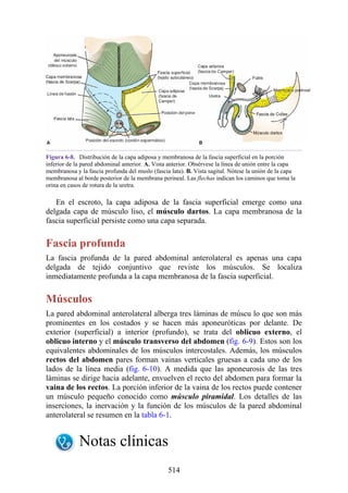 Figura 6-8. Distribución de la capa adiposa y membranosa de la fascia superficial en la porción
inferior de la pared abdominal anterior. A. Vista anterior. Obsérvese la línea de unión entre la capa
membranosa y la fascia profunda del muslo (fascia lata). B. Vista sagital. Nótese la unión de la capa
membranosa al borde posterior de la membrana perineal. Las flechas indican los caminos que toma la
orina en casos de rotura de la uretra.
En el escroto, la capa adiposa de la fascia superficial emerge como una
delgada capa de músculo liso, el músculo dartos. La capa membranosa de la
fascia superficial persiste como una capa separada.
Fascia profunda
La fascia profunda de la pared abdominal anterolateral es apenas una capa
delgada de tejido conjuntivo que reviste los músculos. Se localiza
inmediatamente profunda a la capa membranosa de la fascia superficial.
Músculos
La pared abdominal anterolateral alberga tres láminas de múscu lo que son más
prominentes en los costados y se hacen más aponeuróticas por delante. De
exterior (superficial) a interior (profundo), se trata del oblicuo externo, el
oblicuo interno y el músculo transverso del abdomen (fig. 6-9). Estos son los
equivalentes abdominales de los músculos intercostales. Además, los músculos
rectos del abdomen pares forman vainas verticales gruesas a cada uno de los
lados de la línea media (fig. 6-10). A medida que las aponeurosis de las tres
láminas se dirige hacia adelante, envuelven el recto del abdomen para formar la
vaina de los rectos. La porción inferior de la vaina de los rectos puede contener
un músculo pequeño conocido como músculo piramidal. Los detalles de las
inserciones, la inervación y la función de los músculos de la pared abdominal
anterolateral se resumen en la tabla 6-1.
Notas clínicas
514
 