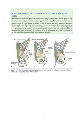 Capa membranosa de la fascia superficial y extravasación de
orina
La capa membranosa de la fascia superficial tiene relevancia clínica debido a que por debajo de ella
existe un espacio potencial cerrado que no se abre al muslo, pero que es continuo con el
compartimento superficial del periné a través del pene y el escroto. La rotura de la uretra peneana
puede seguirse de extravasación de orina al escroto, el perineo y el pene; después, a la porción
inferior de la pared abdominal anterior profundo a la capa membranosa de la fascia. La orina se
mantiene fuera del muslo debido a la unión de la fascia superficial con la fascia lata (véase fig. 6-8).
Al cerrar heridas abdominales, suelen utilizarse puntos continuos para unir la capa membranosa
dividida de la fascia superficial. Ello fortalece la herida en cicatrización, previene el estiramiento de
la piel y permite obtener un resultado cosméticamente aceptable.
Figura 6-9. Capas musculares de la pared abdominal anterolateral. A. Oblicuo externo. B. Oblicuo
interno. C. Músculo transverso del abdomen.
515
 