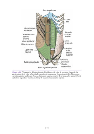 Figura 6-10. Vista anterior del músculo recto del abdomen y la vaina de los rectos. Izquierda. La
pared anterior de la vaina se ha retirado parcialmente para mostrar el músculo recto del abdomen con
sus intersecciones tendinosas. Derecha. Se muestra la pared posterior de la vaina de los rectos. El borde
de la línea arqueada se muestra en el nivel de la espina ilíaca anterior superior.
516
 