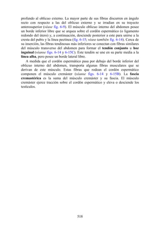 profundo al oblicuo externo. La mayor parte de sus fibras discurren en ángulo
recto con respecto a las del oblicuo externo y se irradian en su trayecto
anterosuperior (véase fig. 6-9). El músculo oblicuo interno del abdomen posee
un borde inferior libre que se arquea sobre el cordón espermático (o ligamento
redondo del útero) y, a continuación, desciende posterior a este para unirse a la
cresta del pubis y la línea pectínea (fig. 6-15; véase también fig. 6-14). Cerca de
su inserción, las fibras tendinosas más inferiores se conectan con fibras similares
del músculo transverso del abdomen para formar el tendón conjunto u hoz
inguinal (véanse figs. 6-14 y 6-15C). Este tendón se une en su parte media a la
línea alba, pero posee un borde lateral libre.
A medida que el cordón espermático pasa por debajo del borde inferior del
oblicuo interno del abdomen, transporta algunas fibras musculares que se
derivan de este músculo. Estas fibras que rodean el cordón espermático
componen el músculo cremáster (véanse figs. 6-14 y 6-15B). La fascia
cremastérica es la suma del músculo cremáster y su fascia. El músculo
cremáster ejerce tracción sobre el cordón espermático y eleva o desciende los
testículos.
518
 