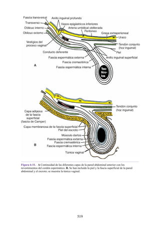 Figura 6-11. A Continuidad de las diferentes capas de la pared abdominal anterior con los
revestimientos del cordón espermático. B. Se han incluido la piel y la fascia superficial de la pared
abdominal y el escroto; se muestra la túnica vaginal.
519
 