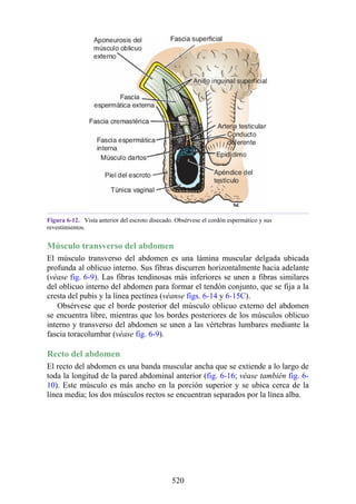 Figura 6-12. Vista anterior del escroto disecado. Obsérvese el cordón espermático y sus
revestimientos.
Músculo transverso del abdomen
El músculo transverso del abdomen es una lámina muscular delgada ubicada
profunda al oblicuo interno. Sus fibras discurren horizontalmente hacia adelante
(véase fig. 6-9). Las fibras tendinosas más inferiores se unen a fibras similares
del oblicuo interno del abdomen para formar el tendón conjunto, que se fija a la
cresta del pubis y la línea pectínea (véanse figs. 6-14 y 6-15C).
Obsérvese que el borde posterior del músculo oblicuo externo del abdomen
se encuentra libre, mientras que los bordes posteriores de los músculos oblicuo
interno y transverso del abdomen se unen a las vértebras lumbares mediante la
fascia toracolumbar (véase fig. 6-9).
Recto del abdomen
El recto del abdomen es una banda muscular ancha que se extiende a lo largo de
toda la longitud de la pared abdominal anterior (fig. 6-16; véase también fig. 6-
10). Este músculo es más ancho en la porción superior y se ubica cerca de la
línea media; los dos músculos rectos se encuentran separados por la línea alba.
520
 