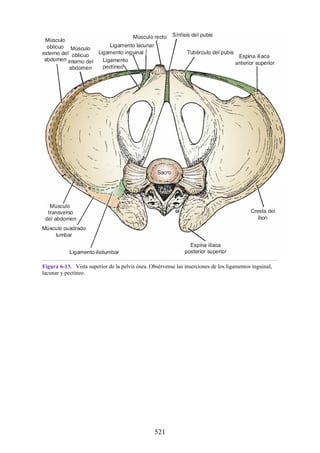 Figura 6-13. Vista superior de la pelvis ósea. Obsérvense las inserciones de los ligamentos inguinal,
lacunar y pectíneo.
521
 