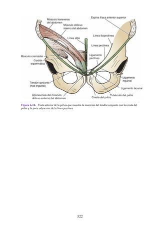 Figura 6-14. Vista anterior de la pelvis que muestra la inserción del tendón conjunto con la cresta del
pubis y la parte adyacente de la línea pectínea.
522
 