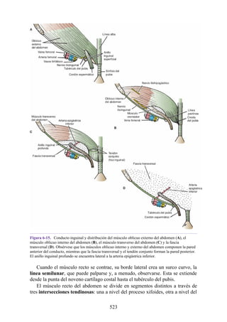 Figura 6-15. Conducto inguinal y distribución del músculo oblicuo externo del abdomen (A), el
músculo oblicuo interno del abdomen (B), el músculo transverso del abdomen (C) y la fascia
transversal (D). Obsérvese que los músculos oblicuo interno y externo del abdomen componen la pared
anterior del conducto, mientras que la fascia transversal y el tendón conjunto forman la pared posterior.
El anillo inguinal profundo se encuentra lateral a la arteria epigástrica inferior.
Cuando el músculo recto se contrae, su borde lateral crea un surco curvo, la
línea semilunar, que puede palparse y, a menudo, observarse. Esta se extiende
desde la punta del noveno cartílago costal hasta el tubérculo del pubis.
El músculo recto del abdomen se divide en segmentos distintos a través de
tres intersecciones tendinosas: una a nivel del proceso xifoides, otra a nivel del
523
 