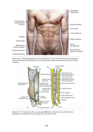 Figura 6-16. Pared abdominal anterior de un hombre de 27 años de edad. Obsérvense los músculos
rectos del abdomen bien definidos con sus intersecciones tendinosas prominentes, así como la línea
semilunar.
Figura 6-17. Vista anterior (A) y sección sagital (B) de la vaina de los rectos. Obsérvese la
disposición de las aponeurosis que componen la vaina de los rectos.
525
 