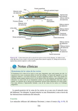 Figura 6-18. Cortes transversos de la vaina de los rectos en tres niveles distintos. A. Sobre el arco
costal. B. Entre el arco costal y el nivel de la espina ilíaca anterior superior. C. Debajo del nivel de la
espina ilíaca anterior superior y sobre el pubis.
Notas clínicas
Hematoma de la vaina de los rectos
El hematoma de la vaina de los rectos es raro pero importante, pues suele pasarse por alto. La
mayoría de las veces se presenta inferior al nivel del ombligo. La fuente del sangrado es la vena
epigástrica inferior o, con menos frecuencia, la arteria epigástrica inferior. Estos vasos pueden ser
estirados durante ataques intensos de tos o en los últimos meses del embarazo, que predispone a esta
alteración. La causa suele ser un traumatismo contuso en la pared abdominal, como una caída o
patada. Los síntomas que se derivan del traumatismo incluyen dolor abdominal en la línea media.
Una masa dolorosa e hipersensible limitada a una de las vainas de los rectos es el hallazgo
diagnóstico.
La pared posterior de la vaina de los rectos no se une con el músculo recto
del abdomen. No obstante, la pared anterior se une firmemente a esta a través de
las intersecciones tendinosas del músculo.
Función
Los músculos oblicuos del abdomen flexionan y rotan el tronco (fig. 6-19). El
526
 