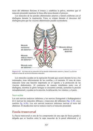 recto del abdomen flexiona el tronco y estabiliza la pelvis, mientras que el
músculo piramidal mantiene la línea alba tensa durante el proceso.
Los músculos de las paredes abdominales anterior y lateral colaboran con el
diafragma durante la inspiración. Estos se relajan durante el descenso del
diafragma para que las vísceras abdominales puedan acomodarse.
Figura 6-19. Acciones de los músculos de las paredes abdominales anterior y lateral. Las flechas
indican la línea de acción de diferentes músculos.
Los músculos ayudan en la espiración forzada que ocurre durante la tos y los
estornudos; tiran inferiormente de las costillas y el esternón. El tono de estos
músculos tiene una función importante en el soporte y la protección de las
vísceras abdominales. Al contraerse de manera simultánea junto con el
diafragma, mientras la glotis laríngea se encuentra cerrada, aumentan la presión
intraabdominal y ayudan en la micción, la defecación, los vómitos y el parto.
Inervación
Los seis nervios torácicos inferiores y los nervios ilioinguinal e iliohipogástrico
(L1) inervan los músculos oblicuos y transverso del abdomen (fig. 6-20; véase
también fig. 6-26). Los seis nervios torácicos inferiores inervan el recto del
abdomen. El duodécimio nervio torácico inerva el músculo piramidal.
Fascia transversal
La fascia transversal es uno de los componentes de una capa de fascia grande y
delgada que se localiza entre la capa muscular de la pared abdominal y el
527
 