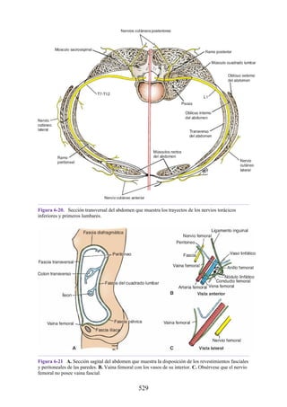 Figura 6-20. Sección transversal del abdomen que muestra los trayectos de los nervios torácicos
inferiores y primeros lumbares.
Figura 6-21 A. Sección sagital del abdomen que muestra la disposición de los revestimientos fasciales
y peritoneales de las paredes. B. Vaina femoral con los vasos de su interior. C. Obsérvese que el nervio
femoral no posee vaina fascial.
529
 