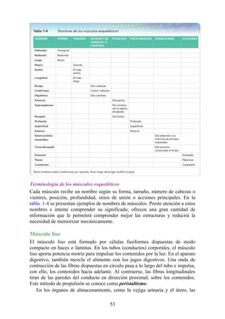 Terminología de los músculos esqueléticos
Cada músculo recibe un nombre según su forma, tamaño, número de cabezas o
vientres, posición, profundidad, sitios de unión o acciones principales. En la
tabla. 1-4 se presentan ejemplos de nombres de músculos. Preste atención a estos
nombres e intente comprender su significado; ofrecen una gran cantidad de
información que le permitirá comprender mejor las estructuras y reducirá la
necesidad de memorizar mecánicamente.
Músculo liso
El músculo liso está formado por células fusiformes dispuestas de modo
compacto en haces o láminas. En los tubos (conductos) corporales, el músculo
liso aporta potencia motriz para impulsar los contenidos por la luz. En el aparato
digestivo, también mezcla el alimento con los jugos digestivos. Una onda de
contracción de las fibras dispuestas en círculo pasa a lo largo del tubo e impulsa,
con ello, los contenidos hacia adelante. Al contraerse, las fibras longitudinales
tiran de las paredes del conducto en dirección proximal, sobre los contenidos.
Este método de propulsión se conoce como peristaltismo.
En los órganos de almacenamiento, como la vejiga urinaria y el útero, las
53
 