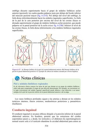 ombligo discurre superiomente hacia el grupo de nódulos linfáticos axilar
anterior (pectoral), los cuales pueden palparse justo por debajo del borde inferior
del músculo pectoral mayor (fig. 6-23A). Por debajo del nivel del ombligo, la
linfa drena inferolateralmente hacia los nódulos inguinales superficiales. La linfa
de la piel de la cara posterior por encima del nivel de las crestas ilíacas es
drenada superiormente al grupo de nódulos linfáticos axilar posterior, que puede
palparse en la pared posterior de la axila (véase fig. 6-23B). Inferior al nivel de
las crestas ilíacas, la linfa drena inferiormente a los nódulos linfáticos inguinales
superficiales.
Figura 6-23 A. Drenaje linfático de la piel de la pared abdominal anterior. B. Drenaje linfático de la
piel de la pared abdominal posterior. C. Ejemplo de cabeza de medusa causada por cirrosis hepática.
Notas clínicas
Piel y nódulos linfáticos regionales
Es de relevancia clínica conocer las áreas de piel que drenan en un grupo de nódulos linfáticos,
sobre todo para comprender el origen de una afección determinada. Por ejemplo, un crecimiento en
la ingle (crecimiento del nódulo inguinal superficial) puede deberse a una infección o un tumor
maligno de la piel de la porción inferior de la pared abdominal anterior o de la nalga.
Los vasos linfáticos profundos siguen a las arterias y drenan en los nódulos
torácicos internos, ilíacos externos, mediastínicos posteriores y paraaórticos
(lumbares).
Conducto inguinal
El conducto inguinal es un paso oblicuo dirigido a la porción inferior de la pared
abdominal anterior. En hombres, permite que las estructuras del cordón
espermático pasen a, y desde, los testículos y el abdomen (la espermatogénesis
normal ocurre solo si el testículo abandona la cavidad abdominal para entrar en
534
 