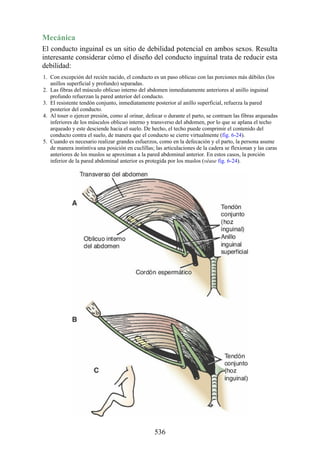 Mecánica
El conducto inguinal es un sitio de debilidad potencial en ambos sexos. Resulta
interesante considerar cómo el diseño del conducto inguinal trata de reducir esta
debilidad:
1. Con excepción del recién nacido, el conducto es un paso oblicuo con las porciones más débiles (los
anillos superficial y profundo) separadas.
2. Las fibras del músculo oblicuo interno del abdomen inmediatamente anteriores al anillo inguinal
profundo refuerzan la pared anterior del conducto.
3. El resistente tendón conjunto, inmediatamente posterior al anillo superficial, refuerza la pared
posterior del conducto.
4. Al toser o ejercer presión, como al orinar, defecar o durante el parto, se contraen las fibras arqueadas
inferiores de los músculos oblicuo interno y transverso del abdomen, por lo que se aplana el techo
arqueado y este desciende hacia el suelo. De hecho, el techo puede comprimir el contenido del
conducto contra el suelo, de manera que el conducto se cierre virtualmente (fig. 6-24).
5. Cuando es necesario realizar grandes esfuerzos, como en la defecación y el parto, la persona asume
de manera instintiva una posición en cuclillas; las articulaciones de la cadera se flexionan y las caras
anteriores de los muslos se aproximan a la pared abdominal anterior. En estos casos, la porción
inferior de la pared abdominal anterior es protegida por los muslos (véase fig. 6-24).
536
 
