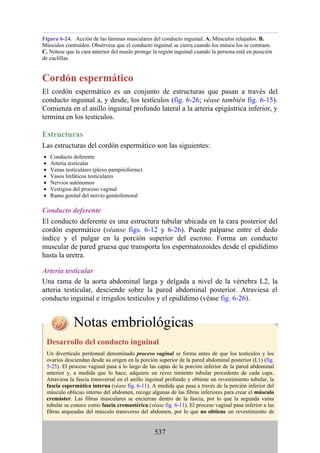 Figura 6-24. Acción de las láminas musculares del conducto inguinal. A. Músculos relajados. B.
Músculos contraídos. Obsérvese que el conducto inguinal se cierra cuando los múscu los se contraen.
C. Nótese que la cara anterior del muslo protege la región inguinal cuando la persona está en posición
de cuclillas.
Cordón espermático
El cordón espermático es un conjunto de estructuras que pasan a través del
conducto inguinal a, y desde, los testículos (fig. 6-26; véase también fig. 6-15).
Comienza en el anillo inguinal profundo lateral a la arteria epigástrica inferior, y
termina en los testículos.
Estructuras
Las estructuras del cordón espermático son las siguientes:
Conducto deferente
Arteria testicular
Venas testiculares (plexo pampiniforme)
Vasos linfáticos testiculares
Nervios autónomos
Vestigios del proceso vaginal
Ramo genital del nervio genitofemoral
Conducto deferente
El conducto deferente es una estructura tubular ubicada en la cara posterior del
cordón espermático (véanse figs. 6-12 y 6-26). Puede palparse entre el dedo
índice y el pulgar en la porción superior del escroto. Forma un conducto
muscular de pared gruesa que transporta los espermatozoides desde el epidídimo
hasta la uretra.
Arteria testicular
Una rama de la aorta abdominal larga y delgada a nivel de la vértebra L2, la
arteria testicular, desciende sobre la pared abdominal posterior. Atraviesa el
conducto inguinal e irrigalos testículos y el epidídimo (véase fig. 6-26).
Notas embriológicas
Desarrollo del conducto inguinal
Un divertículo peritoneal denominado proceso vaginal se forma antes de que los testículos y los
ovarios desciendan desde su origen en la porción superior de la pared abdominal posterior (L1) (fig.
5-25). El proceso vaginal pasa a lo largo de las capas de la porción inferior de la pared abdominal
anterior y, a medida que lo hace, adquiere un reves timiento tubular procedente de cada capa.
Atraviesa la fascia transversal en el anillo inguinal profundo y obtiene un revestimiento tubular, la
fascia espermática interna (véase fig. 6-11). A medida que pasa a través de la porción inferior del
músculo oblicuo interno del abdomen, recoge algunas de las fibras inferiores para crear el músculo
cremáster. Las fibras musculares se encierran dentro de la fascia, por lo que la segunda vaina
tubular se conoce como fascia cremastérica (véase fig. 6-11). El proceso vaginal pasa inferior a las
fibras arqueadas del músculo transverso del abdomen, por lo que no obtiene un revestimiento de
537
 