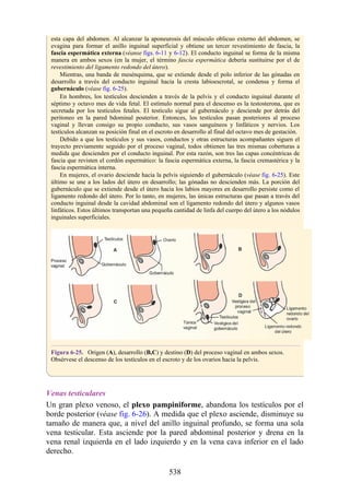esta capa del abdomen. Al alcanzar la aponeurosis del músculo oblicuo externo del abdomen, se
evagina para formar el anillo inguinal superficial y obtiene un tercer revestimiento de fascia, la
fascia espermática externa (véanse figs. 6-11 y 6-12). El conducto inguinal se forma de la misma
manera en ambos sexos (en la mujer, el término fascia espermática debería sustituirse por el de
revestimiento del ligamento redondo del útero).
Mientras, una banda de mesénquima, que se extiende desde el polo inferior de las gónadas en
desarrollo a través del conducto inguinal hacia la cresta labioescrotal, se condensa y forma el
gubernáculo (véase fig. 6-25).
En hombres, los testículos descienden a través de la pelvis y el conducto inguinal durante el
séptimo y octavo mes de vida fetal. El estímulo normal para el descenso es la testosterona, que es
secretada por los testículos fetales. El testículo sigue al gubernáculo y desciende por detrás del
peritoneo en la pared bdominal posterior. Entonces, los testículos pasan posteriores al proceso
vaginal y llevan consigo su propio conducto, sus vasos sanguíneos y linfáticos y nervios. Los
testículos alcanzan su posición final en el escroto en desarrollo al final del octavo mes de gestación.
Debido a que los testículos y sus vasos, conductos y otras estructuras acompañantes siguen el
trayecto previamente seguido por el proceso vaginal, todos obtienen las tres mismas coberturas a
medida que descienden por el conducto inguinal. Por esta razón, son tres las capas concéntricas de
fascia que revisten el cordón espermático: la fascia espermática externa, la fascia cremastérica y la
fascia espermática interna.
En mujeres, el ovario desciende hacia la pelvis siguiendo el gubernáculo (véase fig. 6-25). Este
último se une a los lados del útero en desarrollo; las gónadas no descienden más. La porción del
gubernáculo que se extiende desde el útero hacia los labios mayores en desarrollo persiste como el
ligamento redondo del útero. Por lo tanto, en mujeres, las únicas estructuras que pasan a través del
conducto inguinal desde la cavidad abdominal son el ligamento redondo del útero y algunos vasos
linfáticos. Estos últimos transportan una pequeña cantidad de linfa del cuerpo del útero a los nódulos
inguinales superficiales.
Figura 6-25. Origen (A), desarrollo (B,C) y destino (D) del proceso vaginal en ambos sexos.
Obsérvese el descenso de los testículos en el escroto y de los ovarios hacia la pelvis.
Venas testiculares
Un gran plexo venoso, el plexo pampiniforme, abandona los testículos por el
borde posterior (véase fig. 6-26). A medida que el plexo asciende, disminuye su
tamaño de manera que, a nivel del anillo inguinal profundo, se forma una sola
vena testicular. Esta asciende por la pared abdominal posterior y drena en la
vena renal izquierda en el lado izquierdo y en la vena cava inferior en el lado
derecho.
538
 