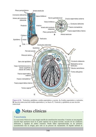 Figura 6-26. Testículos, epidídimo, cordón espermático y escroto. A. Cordón espermático y testículos.
B. Sección transversal del cordón espermático y su fascia. C. Testículo y epidídimo en una sección
transversal.
Notas clínicas
Vasectomía
La vasectomía bilateral es una cirugía sencilla de esterilización masculina. Consiste en una pequeña
incisión bajo anestesia local en la parte superior de la pared escrotal, sección de los conductos
deferentes y ligadura de ambos extremos. Puede haber espermatozoides en las primeras
eyaculaciones tras la cirugía, pero solo es un proceso de vaciamiento. El líquido seminal se
540
 