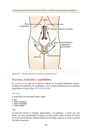 compone de secreciones de las vesículas seminales y la próstata, que aún pueden ser eyaculadas.
Figura 6-27. Drenaje linfático de los testículos y la piel del escroto.
Escroto, testículos y epidídimo
El escroto es un saco de la porción inferior de la pared abdominal anterior.
Contiene los testículos, los epidídimos y los extremos inferiores de los cordones
espermáticos (véanse figs. 6-11, 6-12 y 6-26).
Escroto
La pared del escroto posee cuatro capas:
Piel
Fascia superficial
Fascia espermática
Túnica vaginal
Piel
La piel del escroto es delgada, pigmentada y con pliegues, y forma una sola
bolsa. Un surco ligeramente elevado en la línea media indica la línea de fusión
de las dos prominencias labioescrotales (en la mujer, estas no se unen y forman
los labios mayores).
541
 