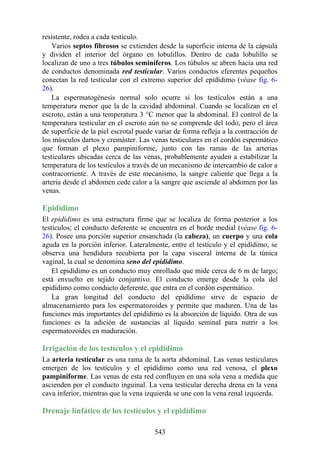 resistente, rodea a cada testículo.
Varios septos fibrosos se extienden desde la superficie interna de la cápsula
y dividen el interior del órgano en lobulillos. Dentro de cada lobulillo se
localizan de uno a tres túbulos seminíferos. Los túbulos se abren hacia una red
de conductos denominada red testicular. Varios conductos eferentes pequeños
conectan la red testicular con el extremo superior del epidídimo (véase fig. 6-
26).
La espermatogénesis normal solo ocurre si los testículos están a una
temperatura menor que la de la cavidad abdominal. Cuando se localizan en el
escroto, están a una temperatura 3 °C menor que la abdominal. El control de la
temperatura testicular en el escroto aún no se comprende del todo, pero el área
de superficie de la piel escrotal puede variar de forma refleja a la contracción de
los músculos dartos y cremáster. Las venas testiculares en el cordón espermático
que forman el plexo pampiniforme, junto con las ramas de las arterias
testiculares ubicadas cerca de las venas, probablemente ayuden a estabilizar la
temperatura de los testículos a través de un mecanismo de intercambio de calor a
contracorriente. A través de este mecanismo, la sangre caliente que llega a la
arteria desde el abdomen cede calor a la sangre que asciende al abdomen por las
venas.
Epidídimo
El epidídimo es una estructura firme que se localiza de forma posterior a los
testículos; el conducto deferente se encuentra en el borde medial (véase fig. 6-
26). Posee una porción superior ensanchada (la cabeza), un cuerpo y una cola
aguda en la porción inferior. Lateralmente, entre el testículo y el epidídimo, se
observa una hendidura recubierta por la capa visceral interna de la túnica
vaginal, la cual se denomina seno del epidídimo.
El epidídimo es un conducto muy enrollado que mide cerca de 6 m de largo;
está envuelto en tejido conjuntivo. El conducto emerge desde la cola del
epidídimo como conducto deferente, que entra en el cordón espermático.
La gran longitud del conducto del epidídimo sirve de espacio de
almacenamiento para los espermatozoides y permite que maduren. Una de las
funciones más importantes del epidídimo es la absorción de líquido. Otra de sus
funciones es la adición de sustancias al líquido seminal para nutrir a los
espermatozoides en maduración.
Irrigación de los testículos y el epidídimo
La arteria testicular es una rama de la aorta abdominal. Las venas testiculares
emergen de los testículos y el epidídimo como una red venosa, el plexo
pampiniforme. Las venas de esta red confluyen en una sola vena a medida que
ascienden por el conducto inguinal. La vena testicular derecha drena en la vena
cava inferior, mientras que la vena izquierda se une con la vena renal izquierda.
Drenaje linfático de los testículos y el epidídimo
543
 