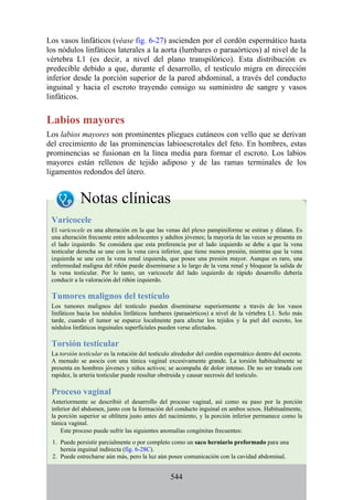 Los vasos linfáticos (véase fig. 6-27) ascienden por el cordón espermático hasta
los nódulos linfáticos laterales a la aorta (lumbares o paraaórticos) al nivel de la
vértebra L1 (es decir, a nivel del plano transpilórico). Esta distribución es
predecible debido a que, durante el desarrollo, el testículo migra en dirección
inferior desde la porción superior de la pared abdominal, a través del conducto
inguinal y hacia el escroto trayendo consigo su suministro de sangre y vasos
linfáticos.
Labios mayores
Los labios mayores son prominentes pliegues cutáneos con vello que se derivan
del crecimiento de las prominencias labioescrotales del feto. En hombres, estas
prominencias se fusionan en la línea media para formar el escroto. Los labios
mayores están rellenos de tejido adiposo y de las ramas terminales de los
ligamentos redondos del útero.
Notas clínicas
Varicocele
El varicocele es una alteración en la que las venas del plexo pampiniforme se estiran y dilatan. Es
una alteración frecuente entre adolescentes y adultos jóvenes; la mayoría de las veces se presenta en
el lado izquierdo. Se considera que esta preferencia por el lado izquierdo se debe a que la vena
testicular derecha se une con la vena cava inferior, que tiene menos presión, mientras que la vena
izquierda se une con la vena renal izquierda, que posee una presión mayor. Aunque es raro, una
enfermedad maligna del riñón puede diseminarse a lo largo de la vena renal y bloquear la salida de
la vena testicular. Por lo tanto, un varicocele del lado izquierdo de rápido desarrollo debería
conducir a la valoración del riñón izquierdo.
Tumores malignos del testículo
Los tumores malignos del testículo pueden diseminarse superiormente a través de los vasos
linfáticos hacia los nódulos linfáticos lumbares (paraaórticos) a nivel de la vértebra L1. Solo más
tarde, cuando el tumor se esparce localmente para afectar los tejidos y la piel del escroto, los
nódulos linfáticos inguinales superficiales pueden verse afectados.
Torsión testicular
La torsión testicular es la rotación del testículo alrededor del cordón espermático dentro del escroto.
A menudo se asocia con una túnica vaginal excesivamente grande. La torsión habitualmente se
presenta en hombres jóvenes y niños activos; se acompaña de dolor intenso. De no ser tratada con
rapidez, la arteria testicular puede resultar obstruida y causar necrosis del testículo.
Proceso vaginal
Anteriormente se describió el desarrollo del proceso vaginal, así como su paso por la porción
inferior del abdomen, junto con la formación del conducto inguinal en ambos sexos. Habitualmente,
la porción superior se oblitera justo antes del nacimiento, y la porción inferior permanece como la
túnica vaginal.
Este proceso puede sufrir las siguientes anomalías congénitas frecuentes:
1. Puede persistir parcialmente o por completo como un saco herniario preformado para una
hernia inguinal indirecta (fig. 6-28C).
2. Puede estrecharse aún más, pero la luz aún posee comunicación con la cavidad abdominal.
544
 
