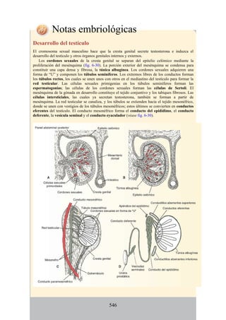 Notas embriológicas
Desarrollo del testículo
El cromosoma sexual masculino hace que la cresta genital secrete testosterona e induzca el
desarrollo del testículo y otros órganos genitales internos y externos.
Los cordones sexuales de la cresta genital se separan del epitelio celómico mediante la
proliferación del mesénquima (fig. 6-30). La porción exterior del mesénquima se condensa para
constituir una capa densa y fibrosa, la túnica albugínea. Los cordones sexuales adquieren una
forma de “U” y componen los túbulos seminíferos. Los extremos libres de los conductos forman
los túbulos rectos, los cuales se unen unos con otros en el mediastino del testículo para formar la
red testicular. Las células sexuales primigenias en los túbulos seminíferos forman las
espermatogonias; las células de los cordones sexuales forman las células de Sertoli. El
mesénquima de la gónada en desarrollo constituye el tejido conjuntivo y los tabiques fibrosos. Las
células intersticiales, las cuales ya secretan testosterona, también se forman a partir de
mesénquima. La red testicular se canaliza, y los túbulos se extienden hacia el tejido mesonéfrico,
donde se unen con vestigios de los túbulos mesonéfricos; estos últimos se convierten en conductos
eferentes del testículo. El conducto mesonéfrico forma el conducto del epidídimo, el conducto
deferente, la vesícula seminal y el conducto eyaculador (véase fig. 6-30).
546
 