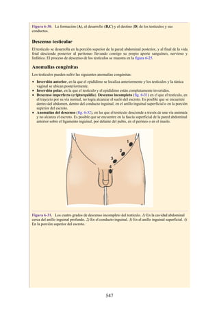 Figura 6-30. La formación (A), el desarrollo (B,C) y el destino (D) de los testículos y sus
conductos.
Descenso testicular
El testículo se desarrolla en la porción superior de la pared abdominal posterior, y al final de la vida
fetal desciende posterior al peritoneo llevando consigo su propio aporte sanguíneo, nervioso y
linfático. El proceso de descenso de los testículos se muestra en la figura 6-25.
Anomalías congénitas
Los testículos pueden sufrir las siguientes anomalías congénitas:
Inversión anterior, en la que el epidídimo se localiza anteriormente y los testículos y la túnica
vaginal se ubican posteriormente.
Inversión polar, en la que el testículo y el epidídimo están completamente invertidos.
Descenso imperfecto (criptorquidia). Descenso incompleto (fig. 6-31) en el que el testículo, en
el trayecto por su vía normal, no logra alcanzar el suelo del escroto. Es posible que se encuentre
dentro del abdomen, dentro del conducto inguinal, en el anillo inguinal superficial o en la porción
superior del escroto.
Anomalías del descenso (fig. 6-32), en las que el testículo desciende a través de una vía anómala
y no alcanza el escroto. Es posible que se encuentre en la fascia superficial de la pared abdominal
anterior sobre el ligamento inguinal, por delante del pubis, en el perineo o en el muslo.
Figura 6-31. Los cuatro grados de descenso incompleto del testículo. 1) En la cavidad abdominal
cerca del anillo inguinal profundo. 2) En el conducto inguinal. 3) En el anillo inguinal superficial. 4)
En la porción superior del escroto.
547
 