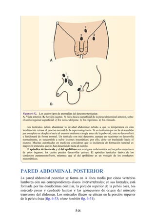 Figura 6-32. Los cuatro tipos de anomalías del descenso testicular.
A. Vista anterior. B. Sección sagital. 1) En la fascia superficial de la pared abdominal anterior, sobre
el anillo inguinal superficial. 2) En la raíz del pene. 3) En el perineo. 4) En el muslo.
Los testículos deben abandonar la cavidad abdominal debido a que la temperatura en esta
localización retrasa el proceso normal de la espermatogénesis. Si un testículo que no ha descendido
por completo se desplaza hacia el escroto mediante cirugía antes de la pubertad, este se desarrollará
y funcionará de forma normal. Un testículo con mal descenso, aunque en ocasiones se desarrolla
normalmente, es susceptible a sufrir lesiones traumáticas; por ello, debe ser trasladado hacia el
escroto. Muchas autoridades en medicina consideran que la incidencia de formación tumoral es
mayor en testículos que no han descendido hasta el escroto.
El apéndice del testículo y el del epidídimo son vestigios embrionarios en los polos superiores
de estos órganos, los cuales pueden desarrollar quistes. El apéndice testicular deriva de los
conductos paramesonéfricos, mientras que el del epidídimo es un vestigio de los conductos
mesonéfricos.
PARED ABDOMINAL POSTERIOR
La pared abdominal posterior se forma en la línea media por cinco vértebras
lumbares con sus correspondientes discos intervertebrales; en sus laterales, está
formada por las duodécimas costillas, la porción superior de la pelvis ósea, los
músculo psoas y cuadrado lumbar y las aponeurosis de origen del músculo
transverso del abdomen. Los músculos ilíacos se ubican en la porción superior
de la pelvis ósea (fig. 6-33; véase también fig. 6-31).
548
 