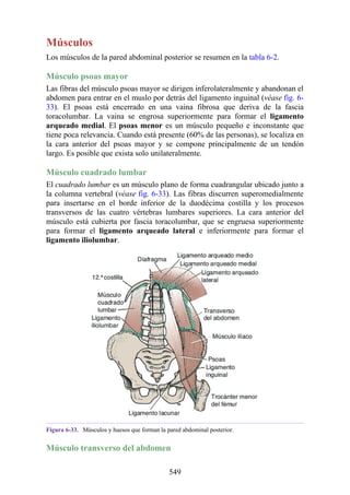 Músculos
Los músculos de la pared abdominal posterior se resumen en la tabla 6-2.
Músculo psoas mayor
Las fibras del músculo psoas mayor se dirigen inferolateralmente y abandonan el
abdomen para entrar en el muslo por detrás del ligamento inguinal (véase fig. 6-
33). El psoas está encerrado en una vaina fibrosa que deriva de la fascia
toracolumbar. La vaina se engrosa superiormente para formar el ligamento
arqueado medial. El psoas menor es un músculo pequeño e inconstante que
tiene poca relevancia. Cuando está presente (60% de las personas), se localiza en
la cara anterior del psoas mayor y se compone principalmente de un tendón
largo. Es posible que exista solo unilateralmente.
Músculo cuadrado lumbar
El cuadrado lumbar es un músculo plano de forma cuadrangular ubicado junto a
la columna vertebral (véase fig. 6-33). Las fibras discurren superomedialmente
para insertarse en el borde inferior de la duodécima costilla y los procesos
transversos de las cuatro vértebras lumbares superiores. La cara anterior del
músculo está cubierta por fascia toracolumbar, que se engruesa superiormente
para formar el ligamento arqueado lateral e inferiormente para formar el
ligamento iliolumbar.
Figura 6-33. Músculos y huesos que forman la pared abdominal posterior.
Músculo transverso del abdomen
549
 