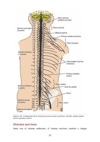 Figura 1-18 Componentes de los sistemas nerviosos central y periférico: encéfalo, médula espinal,
nervios espinales y plexos.
Sistema nervioso
Junto con el sistema endocrino, el sistema nervioso controla e integra
55
 
