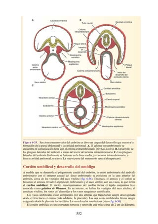 Figura 6-35. Secciones transversales del embrión en diversas etapas del desarrollo que muestra la
formación de la pared abdominal y la cavidad peritoneal. A. El celoma intraembrionario se
encuentra en comunicación libre con el celoma extraembrionario (flechas dobles). B. Desarrollo de
los pliegues laterales del embrión e inicio del cierre del celoma intraembrionario. C. Los pliegues
laterales del embrión finalmente se fusionan en la línea media, y el celoma intraembrionario, o
futura cavidad peritoneal, se cierra. La mayor parte del mesenterio ventral desaparecerá.
Cordón umbilical y desarrollo del ombligo
A medida que se desarrolla el plegamiento caudal del embrión, la unión embrionaria del pedículo
embrionario con el extremo caudal del disco embrionario se posiciona en la cara anterior del
embrión, cerca de los vestigios del saco vitelino (fig. 6-36). Entonces, el amnios y el corion se
fusionan; el amnios envuelve al pedículo embrionario y el saco vitelino con sus vasos, lo que forma
el cordón umbilical. El núcleo mesenquimatoso del cordón forma el tejido conjuntivo laxo
conocido como gelatina de Wharton. En su interior, se hallan los vestigios del saco vitelino, el
conducto vitelino, los restos del alantoides y los vasos sanguíneos umbilicales.
Los vasos umbilicales están compuestos por dos arterias que transportan sangre desoxigenada
desde el feto hacia el corion (más adelante, la placenta). Las dos venas umbilicales llevan sangre
oxigenada desde la placenta hacia el feto. La vena derecha involuciona (véase fig. 6-36).
El cordón umbilical es una estructura tortuosa y retorcida que mide cerca de 2 cm de diámetro.
552
 