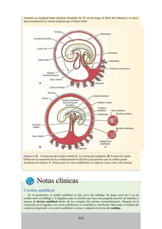 Aumenta su longitud hasta alcanzar alrededor de 50 cm de largo al final del embarazo, es decir,
aproximadamente la misma longitud que el futuro bebé.
Figura 6-36. Formación del cordón umbilical. A. Formación temprana. B. Formación tardía.
Obsérvese la expansión de la cavidad amniótica (flechas) que permite que el cordón quede
recubierto de amnios. C. Nótese que los vasos umbilicales se reducen a una vena y dos arterias.
Notas clínicas
Cordón umbilical
En el nacimiento, el cordón umbilical se liga cerca del ombligo. Se dejan cerca de 5 cm de
cordón entre el ombligo y la ligadura, pues es posible que haya una pequeña porción de intestino a
manera de hernia umbilical dentro de los vestigios del celoma extraembrionario. Después de la
colocación de la ligadura, los vasos umbilicales se constriñen y trombosan. Más tarde, el muñón del
cordón se desprende y la cicatriz umbilical se retrae y adquiere la forma del ombligo.
553
 