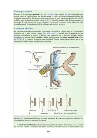 Uraco permeable
El uraco es el vestigio del alantoides del feto (fig. 6-37; véase también fig. 6-36) y habitualmente
persiste como un cordón fibroso que discurre desde el vértice de la vejiga hasta el ombligo. En
ocasiones, la cavidad del alantoides persiste, y permite que la orina pase desde la vejiga, a través del
ombligo, hasta la superficie corporal (véase fig. 6-37). En recién nacidos, suele detectarse cuando se
acompaña de una obstrucción uretral congénita. En general, permanece oculta hasta una edad
avanzada, cuando el agrandamiento de la próstata puede obstruir la uretra.
Conducto vitelino
En las primeras etapas del desarrollo embrionario, el conducto vitelino conecta el intestino en
desarrollo con el saco vitelino (véanse figs. 6-36 y 6-37). A medida que el desarrollo normal
continúa, el conducto se oblitera y deja de estar conectado con el intestino delgado; después
desaparece. La persistencia del conducto vitelino puede provocar una fístula umbilical fecal (véase
fig. 6-37C). Si el conducto permanece como una banda fibrosa, puede acabar rodeado por un asa
intestinal, lo cual provocará una obstrucción intestinal.
Figura 6-37. Relaciones umbilicales. A. Uraco permeable. B. Relaciones umbilicales normales. C.
Algunos de los defectos congénitos frecuentes.
El divertículo de Meckel es una anomalía congénita que indica la persistencia de una porción
del conducto vitelino. Ocurre en el 2% de los pacientes, se localiza en el lado antimesentérico del
554
 