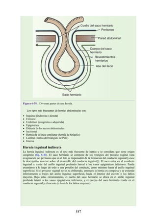 Figura 6-39. Diversas partes de una hernia.
Los tipos más frecuentes de hernias abdominales son:
Inguinal (indirecta o directa)
Femoral
Umbilical (congénita o adquirida)
Epigástrica
Diátesis de los rectos abdominales
Incisional
Hernia de la línea semilunar (hernia de Spigelio)
Lumbar (hernia del triángulo de Petit)
Interna
Hernia inguinal indirecta
La hernia inguinal indirecta es el tipo más frecuente de hernia y se considera que tiene origen
congénito (fig. 6-40). El saco herniario se compone de los vestigios del proceso vaginal (una
evaginación del peritoneo que en el feto es responsable de la formación del conducto inguinal [véase
la descripción anterior sobre el desarrollo del conducto inguinal]). El saco entra en el conducto
inguinal a través del anillo inguinal profundo lateral a los vasos epigástricos inferiores. Puede
extenderse a lo largo de todo o una porción del conducto, como máximo hasta el anillo inguinal
superficial. Si el proceso vaginal no se ha obliterado, entonces la hernia es completa y se extiende
inferiormente a través del anillo inguinal superficial, hacia el interior del escroto o los labios
mayores. Bajo estas circunstancias, el cuello del saco herniario se ubica en el anillo inguinal
profundo lateral a los vasos epigástricos inferiores, y el cuerpo del saco herniario reside en el
conducto inguinal y el escroto (o base de los labios mayores).
557
 