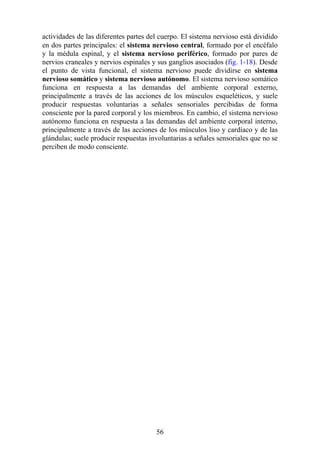 actividades de las diferentes partes del cuerpo. El sistema nervioso está dividido
en dos partes principales: el sistema nervioso central, formado por el encéfalo
y la médula espinal, y el sistema nervioso periférico, formado por pares de
nervios craneales y nervios espinales y sus ganglios asociados (fig. 1-18). Desde
el punto de vista funcional, el sistema nervioso puede dividirse en sistema
nervioso somático y sistema nervioso autónomo. El sistema nervioso somático
funciona en respuesta a las demandas del ambiente corporal externo,
principalmente a través de las acciones de los músculos esqueléticos, y suele
producir respuestas voluntarias a señales sensoriales percibidas de forma
consciente por la pared corporal y los miembros. En cambio, el sistema nervioso
autónomo funciona en respuesta a las demandas del ambiente corporal interno,
principalmente a través de las acciones de los músculos liso y cardíaco y de las
glándulas; suele producir respuestas involuntarias a señales sensoriales que no se
perciben de modo consciente.
56
 