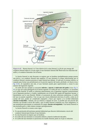 Figura 6-42. Hernia femoral. A. Vista inferior de la vaina femoral. La flecha que emerge del
conducto femoral indica la vía que sigue el saco herniario femoral. B. Obsérvense las relaciones del
anillo y el conducto femorales con la hernia.
La hernia femoral es más frecuente en mujeres que en hombres (probablemente porque poseen
una pelvis y un conducto femoral más amplios). El saco herniario se dirige inferiormente por el
conducto femoral, mientras presiona el septo femoral por delante. Al salir por el extremo inferior, se
expande para formar una protuberancia en la porción superior del muslo, profundo a la fascia (véase
fig. 6-42). Al expandirse aún más, el saco herniario puede girar superiormente y cruzar la cara
anterior del ligamento inguinal.
El cuello del saco siempre se encuentra inferior y lateral al tubérculo del pubis (véase fig. 6-
41), lo que sirve para distinguirlo de la hernia inguinal. El cuello del saco es estrecho y se encuentra
en el anillo femoral. El anillo se relaciona anteriormente con el ligamento inguinal, posteriormente
con el ligamento pectíneo y el pubis, medialmente con el borde libre agudo del ligamento lacunar, y
lateralmente con la vena femoral. Debido a la presencia de estas estructuras anatómicas, el cuello
del saco no puede expandirse. Una vez que una víscera abdominal atraviesa el cuello y entra en el
cuerpo del saco, puede ser complicado empujarlo y hacer que regrese a la cavidad abdominal
(hernia irreductible). Además, tras un esfuerzo o después de toser, es posible que una porción del
intestino sea forzada a través del cuello y que el anillo femoral comprima sus vasos sanguíneos, lo
que perjudicaría gravemente su suministro de sangre (hernia estrangulada). Una hernia femoral es
una anomalía grave y debe tratarse siempre quirúrgicamente.
La hernia femoral se resume como sigue:
Es una protrusión del peritoneo parietal abdominal que discurre inferiormente a través del
conducto femoral para formar el saco herniario.
Es más frecuente en mujeres que en hombres.
El cuello del saco herniario se encuentra inferior y lateral al tubérculo del pubis.
El cuello del saco herniario se posiciona en el anillo femoral, punto en el que se relaciona
560
 
