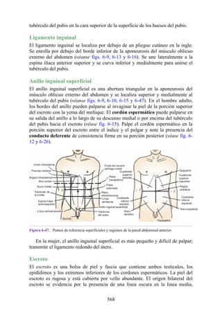 tubérculo del pubis en la cara superior de la superficie de los huesos del pubis.
Ligamento inguinal
El ligamento inguinal se localiza por debajo de un pliegue cutáneo en la ingle.
Se enrolla por debajo del borde inferior de la aponeurosis del músculo oblicuo
externo del abdomen (véanse figs. 6-9, 6-13 y 6-16). Se une lateralmente a la
espina ilíaca anterior superior y se curva inferior y medialmente para unirse el
tubérculo del pubis.
Anillo inguinal superficial
El anillo inguinal superficial es una abertura triangular en la aponeurosis del
músculo oblicuo externo del abdomen y se localiza superior y medialmente al
tubérculo del pubis (véanse figs. 6-9, 6-10, 6-15 y 6-47). En el hombre adulto,
los bordes del anillo pueden palparse al invaginar la piel de la porción superior
del escroto con la yema del meñique. El cordón espermático puede palparse en
su salida del anillo a lo largo de su descenso medial o por encima del tubérculo
del pubis hacia el escroto (véase fig. 6-15). Palpe el cordón espermático en la
porción superior del escroto entre el índice y el pulgar y note la presencia del
conducto deferente de consistencia firme en su porción posterior (véase fig. 6-
12 y 6-26).
Figura 6-47. Puntos de referencia superficiales y regiones de la pared abdominal anterior.
En la mujer, el anillo inguinal superficial es más pequeño y difícil de palpar;
transmite el ligamento redondo del útero.
Escroto
El escroto es una bolsa de piel y fascia que contiene ambos testículos, los
epidídimos y los extremos inferiores de los cordones espermáticos. La piel del
escroto es rugosa y está cubierta por vello abundante. El origen bilateral del
escroto se evidencia por la presencia de una línea oscura en la línea media,
568
 
