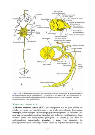 Figura 1-19 A. Motoneurona multipolar que hace sinapsis con una interneurona. B. Segmento torácico
de la médula espinal con las raíces espinales y el ganglio de la raíz posterior. C. Sección transversal de
un segmento torácico de la médula espinal donde se aprecian las raíces, el nervio espinal, los ramos
anterior y posterior y sus ramificaciones.
Sistema nervioso central
El sistema nervioso central (SNC) está compuesto por un gran número de
células nerviosas, sus ramificaciones y un tejido especializado denominado
neuroglía, constituida por células que proporcionan soporte a las neuronas. Una
neurona es una célula nerviosa individual con todas sus ramificaciones. Cada
neurona posee tres componentes principales: el cuerpo y dos tipos de
prolongaciones denominadas dendritas y axón. Las dendritas, las
prolongaciones cortas del cuerpo celular, llevan los impulsos hacia el cuerpo. El
57
 