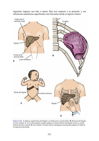 siguientes órganos son más o menos fijos con respecto a su posición, y sus
referencias anatómicas superficiales son relevantes desde el aspecto clínico.
Figura 6-48 A. Marcas superficiales del hígado y el fondo de la vesícula biliar. B. Relación del hígado
con las costillas. C. En el niño pequeño, pueden palparse el borde inferior del hígado normal y el polo
inferior del bazo normal. D. En el adulto, el borde inferior del hígado normal puede palparse al final de
la inspiración profunda.
571
 