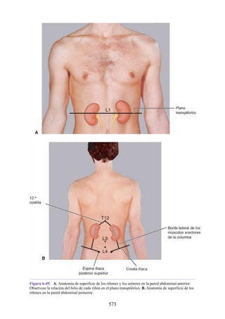 Figura 6-49. A. Anatomía de superficie de los riñones y los uréteres en la pared abdominal anterior.
Obsérvese la relación del hilio de cada riñón en el plano transpilórico. B. Anatomía de superficie de los
riñones en la pared abdominal posterior.
573
 