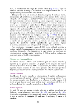 axón, la ramificación más larga del cuerpo celular (fig. 1-19A), aleja los
impulsos nerviosos de este y de las dendritas. Los cuerpos celulares del SNC se
agrupan en conjuntos conocidos como núcleos.
El interior del SNC está compuesto de sustancia gris y de sustancia blanca.
La sustancia gris está formada principalmente por los cuerpos de las neuronas
integradas a la neuroglía. La sustancia blanca está constituida principalmente
por ramificaciones nerviosas (axones) y vasos sanguíneos integrados a la
neuroglía. La sustancia gris y la sustancia blanca deben su nombre a los tonos de
colores que se aprecian en tejidos frescos. El gran número de prolongaciones
nerviosas mielinizadas que forman parte de la sustancia blanca confieren al
tejido un color relativamente blanco y brillante. Por otro lado, el gran número de
cuerpos celulares sin mielina que componen la sustancia gris confieren un color
grisáceo y algo opaco. En la médula espinal, la sustancia gris presenta una forma
parecida a una “H” (como una mariposa) (véase fig. 1-19B,C). Un par de
cuernos (astas) grises posteriores (dorsales) y anteriores (ventrales) se
extienden a lo largo de la médula espinal. Y otro par de astas grises laterales
sobresalen en los segmentos torácicos y lumbares superiores de la médula
espinal. Un conducto central (ependimario) que contiene líquido
cefalorraquídeo se extiende a lo largo de toda la longitud interna del SNC.
Tres membranas (meninges) rodean el SNC en su totalidad (encéfalo y
médula espinal): la duramadre es la membrana exterior; la aracnoides es la
membrana intermedia; y la piamadre es la capa interna. Las meninges son
responsables de proteger, anclar y estabilizar el SNC, y también contienen un
saco envolvente de líquido cefalorraquídeo.
Sistema nervioso periférico
El sistema nervioso periférico está compuesto por los nervios craneales y
espinales y sus ganglios asociados. Un ganglio es un conjunto de cuerpos
neuronales localizado fuera del SNC. En disecciones, los nervios craneales y
espinales parecen cordones de tono blanco grisáceo. Están formados por haces
de prolongaciones neuronales (axones) sostenidas por delicado tejido areolar.
Nervios craneales
Los 12 pares de nervios craneales se originan desde el encéfalo y el segmento
superior de la médula espinal y salen a través de forámenes del cráneo. Todos
los nervios craneales están distribuidos en la cabeza y el cuello excepto el X
nervio craneal (nervio vago), que también inerva estructuras del tórax y el
abdomen. Los nervios craneales se describen en el capítulo 12.
Nervios espinales
En total, 31 pares de nervios espinales salen de la médula a través de los
forámenes intervertebrales de la columna (fig. 1-20; véase también fig. 1-18).
Los nervios espinales deben sus nombres a la región de la columna vertebral con
la cual se asocian: 8 cervicales, 12 torácicos, 5 lumbares, 5 sacros y 1
coccígeo.
58
 