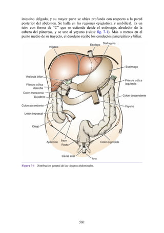 intestino delgado, y su mayor parte se ubica profunda con respecto a la pared
posterior del abdomen. Se halla en las regiones epigástrica y umbilical. Es un
tubo con forma de “C” que se extiende desde el estómago, alrededor de la
cabeza del páncreas, y se une al yeyuno (véase fig. 7-1). Más o menos en el
punto medio de su trayecto, el duodeno recibe los conductos pancreático y biliar.
Figura 7-1 Distribución general de las vísceras abdominales.
581
 