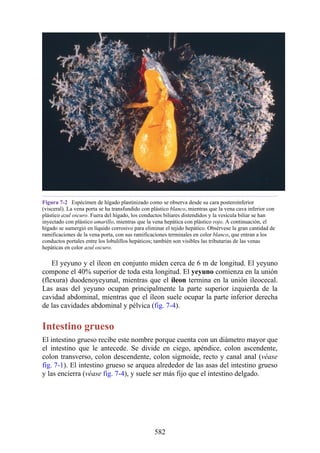 Figura 7-2 Espécimen de hígado plastinizado como se observa desde su cara posteroinferior
(visceral). La vena porta se ha transfundido con plástico blanco, mientras que la vena cava inferior con
plástico azul oscuro. Fuera del hígado, los conductos biliares distendidos y la vesícula biliar se han
inyectado con plástico amarillo, mientras que la vena hepática con plástico rojo. A continuación, el
hígado se sumergió en líquido corrosivo para eliminar el tejido hepático. Obsérvese la gran cantidad de
ramificaciones de la vena porta, con sus ramificaciones terminales en color blanco, que entran a los
conductos portales entre los lobulillos hepáticos; también son visibles las tributarias de las venas
hepáticas en color azul oscuro.
El yeyuno y el íleon en conjunto miden cerca de 6 m de longitud. El yeyuno
compone el 40% superior de toda esta longitud. El yeyuno comienza en la unión
(flexura) duodenoyeyunal, mientras que el íleon termina en la unión ileocecal.
Las asas del yeyuno ocupan principalmente la parte superior izquierda de la
cavidad abdominal, mientras que el íleon suele ocupar la parte inferior derecha
de las cavidades abdominal y pélvica (fig. 7-4).
Intestino grueso
El intestino grueso recibe este nombre porque cuenta con un diámetro mayor que
el intestino que le antecede. Se divide en ciego, apéndice, colon ascendente,
colon transverso, colon descendente, colon sigmoide, recto y canal anal (véase
fig. 7-1). El intestino grueso se arquea alrededor de las asas del intestino grueso
y las encierra (véase fig. 7-4), y suele ser más fijo que el intestino delgado.
582
 