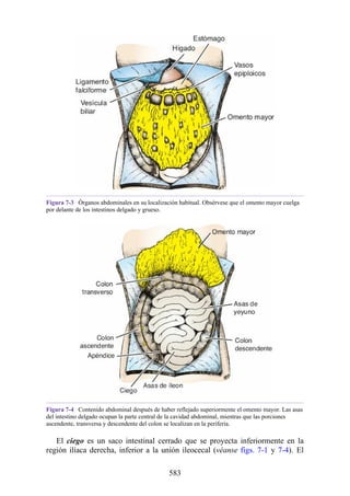 Figura 7-3 Órganos abdominales en su localización habitual. Obsérvese que el omento mayor cuelga
por delante de los intestinos delgado y grueso.
Figura 7-4 Contenido abdominal después de haber reflejado superiormente el omento mayor. Las asas
del intestino delgado ocupan la parte central de la cavidad abdominal, mientras que las porciones
ascendente, transversa y descendente del colon se localizan en la periferia.
El ciego es un saco intestinal cerrado que se proyecta inferiormente en la
región ilíaca derecha, inferior a la unión ileocecal (véanse figs. 7-1 y 7-4). El
583
 
