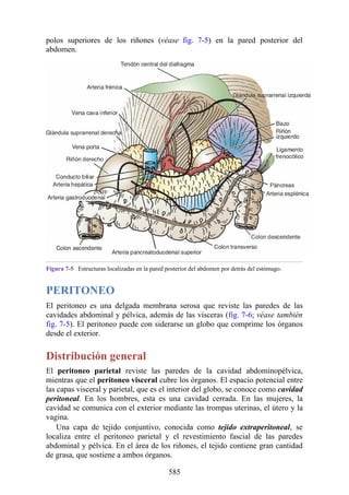 polos superiores de los riñones (véase fig. 7-5) en la pared posterior del
abdomen.
Figura 7-5 Estructuras localizadas en la pared posterior del abdomen por detrás del estómago.
PERITONEO
El peritoneo es una delgada membrana serosa que reviste las paredes de las
cavidades abdominal y pélvica, además de las vísceras (fig. 7-6; véase también
fig. 7-5). El peritoneo puede con siderarse un globo que comprime los órganos
desde el exterior.
Distribución general
El peritoneo parietal reviste las paredes de la cavidad abdominopélvica,
mientras que el peritoneo visceral cubre los órganos. El espacio potencial entre
las capas visceral y parietal, que es el interior del globo, se conoce como cavidad
peritoneal. En los hombres, esta es una cavidad cerrada. En las mujeres, la
cavidad se comunica con el exterior mediante las trompas uterinas, el útero y la
vagina.
Una capa de tejido conjuntivo, conocida como tejido extraperitoneal, se
localiza entre el peritoneo parietal y el revestimiento fascial de las paredes
abdominal y pélvica. En el área de los riñones, el tejido contiene gran cantidad
de grasa, que sostiene a ambos órganos.
585
 