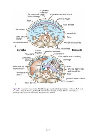 Figura 7-6 Secciones transversales del abdomen que muestran la disposición del peritoneo. A. A nivel
de L4. B. A nivel de T12. La flecha en B indica la posición de la abertura del saco menor (bolsa
omental). Estas secciones se muestran desde una vista inferior.
587
 