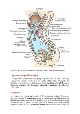 Figura 7-7 Sección sagital de un abdomen femenino que muestra la distribución del peritoneo.
Ligamentos peritoneales
Los ligamentos peritoneales son pliegues peritoneales de doble capa que
conectan las vísceras sólidas con las paredes abdominales. El hígado, por
ejemplo, se conecta con el diafragma a través del ligamento falciforme, el
ligamento coronario y los ligamentos triangulares izquierdo y derecho (figs.
7-8 a 7-10).
Omentos
Los omentos son pliegues peritoneales de doble capa que conectan el estómago
con otras vísceras. El omento mayor une la curvatura mayor del estómago con
el colon transverso (véase fig. 7-3). Cuelga como un delantal por delante de las
asas de intestino delgado y se repliega sobre sí mismo para unirse al colon
transverso (véase fig. 7-7). El omento menor sostiene la curvatura menor del
588
 